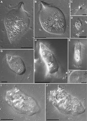 Biogeography and Independent Diversification in the Protist Symbiont Community of Heterotermes tenuis